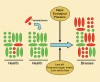 Figure 1  Schematic representation of the relationship between the microbial composition of dental plaque in health and disease. Potential pathogens (red) may be present in low numbers in plaque or transmitted in low numbers to plaque; both situations may be compatible with health. A major ecologic pressure will be necessary for such pathogens to outcompete beneficial members of the resident microflora (green) and achieve the levels (numerical dominance) needed for disease to occur. Possible ecologic pressures for caries include frequent sugar intake via the diet, repeated conditions of low pH, and low saliva flow. Disease could be prevented not only by targeting the pathogen directly (eg, with antimicrobial agents) but also indirectly by interfering with the ecologic pressure responsible for the selection of the pathogen.