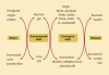 Figure 2  Figure 2 The “Ecological Plaque Hypothesis” and the prevention of dental caries. Caries is a result of changes in the environment caused by acid production from the fermentation of dietary carbohydrates, which select for acidogenic and acid-tolerating species such as mutans streptococci and Lactobacilli. Disease could be prevented not only by targeting the putative pathogens directly, but also by interfering with the key environmental factors driving the deleterious ecologic shifts in the composition of the plaque biofilms.<sup>9</sup>