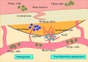 Figure 1  In the bone marrow and circulating in the blood vessels are CD34+ stem cells (clusters of differentiation) capable of differentiating into osteoblasts and endothelial cells. The CD34+ cells migrate to the injured site and initiate repair through the vascular and osteogenic cascades. Also, CD34+ cells release vascular endothelial growth factor (VEGF). Figure reprinted from Bone33 with permission from Elsevier.