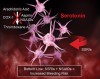 Figure 2  Proposed effect on GI bleeding of NSAIDs and SSRIs. Platelet aggregation is impaired by both NSAIDs and SSRIs by multiple mechanisms. By blocking COX-1, NSAIDs impair the ability of platelets to synthesize thromboxane A2, a proaggretory prostaglandinlike compound. In addition, NSAIDs block the synthesis of cytoprotective prostaglandins in the GI tract, which promotes ulceration. SSRIs impair the ability of platelets to accumulate serotonin from the blood stream, inhibiting platelet aggregation independent of the arachidonic acid pathway. The concomitant use of both classes may induce toxicity with respect to GI bleeding. Adapted from: http://home.lcusd.net/lchs/mewoldsen/circulation.htm.