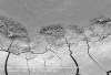 Figure 5  Irregular contour of CEJ showing aggregations of biofilm in scalloped enamel recesses (arrows). Enamel is at top and cementum at bottom of photograph. Cracks in cementum are the result of dehydration during specimen preparation. Bar = 100 µm at an original magnification of 300x.