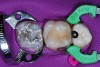 Figure 18  The restoration consisting of a dual-cure base was overlaid with a light-cure enamel layer to replicate the original tooth anatomy.